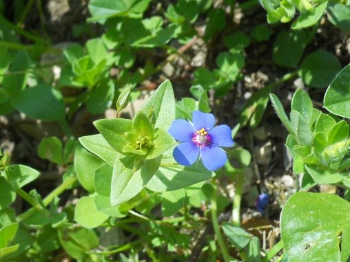 Lysimachia (=Anagallis) arvensis